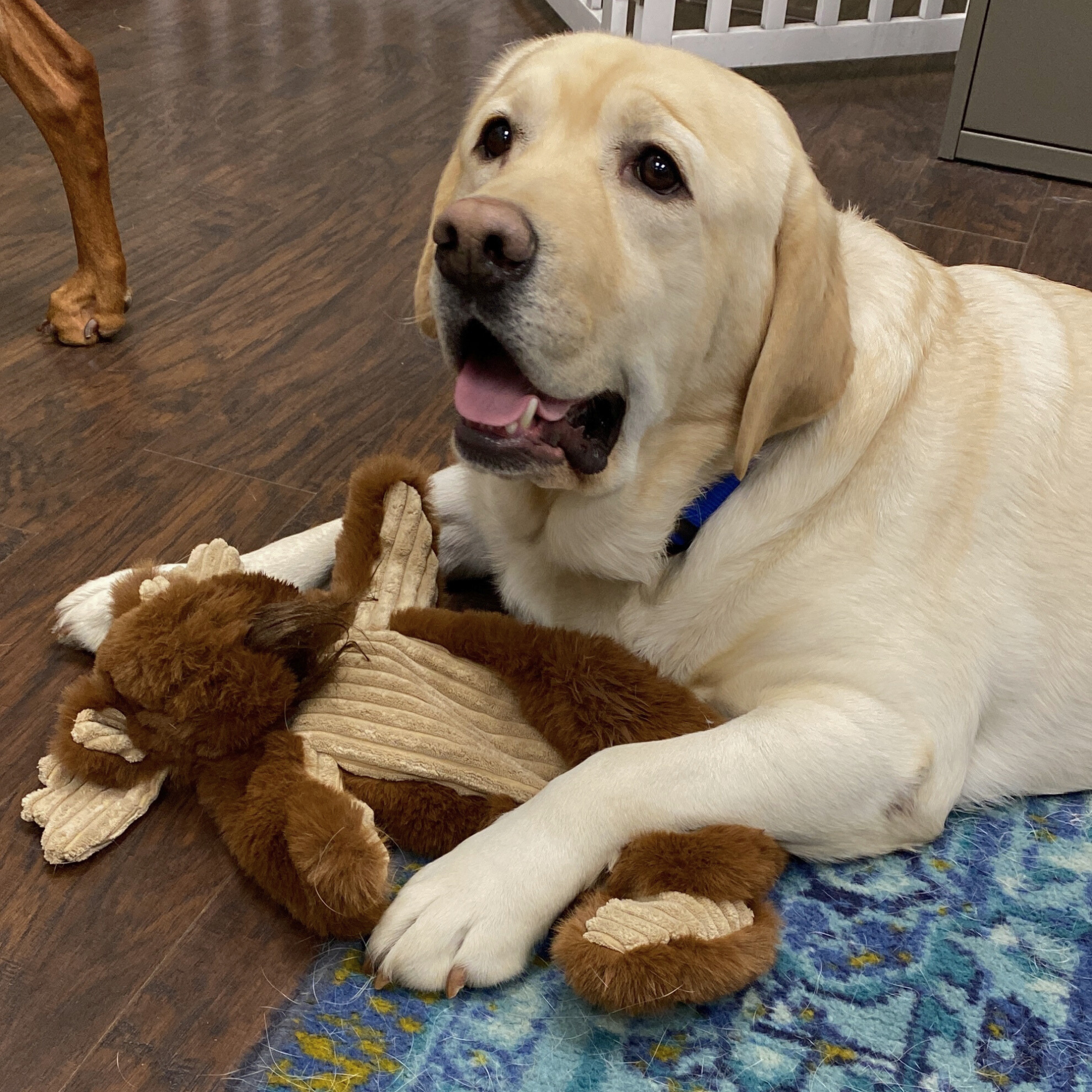 Maple Moose X-Brace® Durable Plush Dog Toy