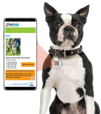PetHub QR ID Pet Tag - Lost AF